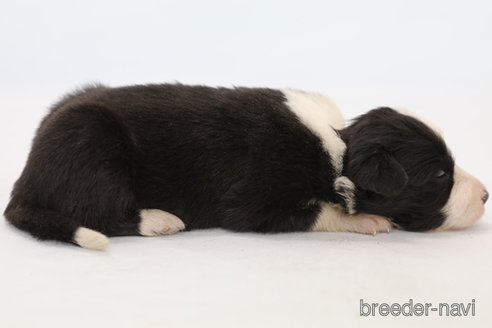 成約済の神奈川県のボーダーコリー-249534の5枚目